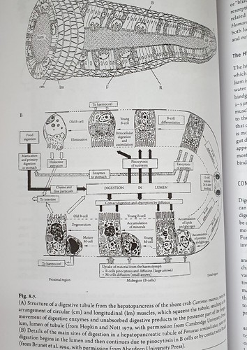 The Natural History of The Crustacea - Functional Morphology & Diversity (VOL 1) - Bild 7 von 9