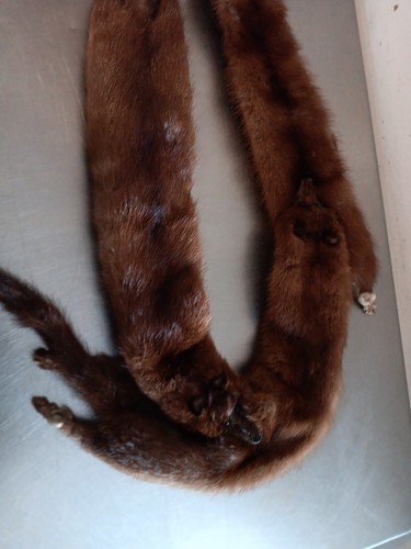 Vintage Stole / Neck Wrap . 3 Full Mink Brown - Picture 3 of 4