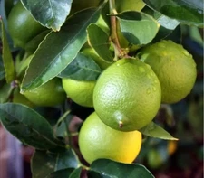 Citrus Aurantifolia -Limón Criollo- Organic Lemon Lima From Puerto Rico