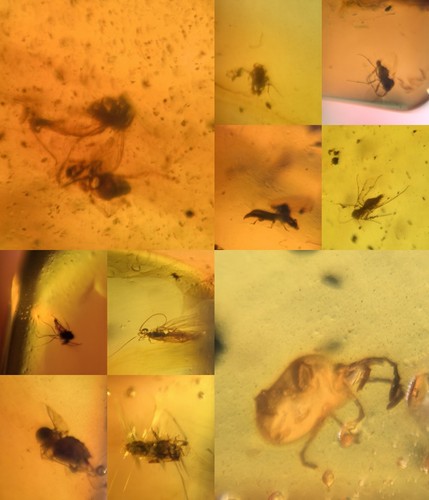 10 pieces authentic Myanmar insect Amber specimen fossil dinosaur age 8.11-21