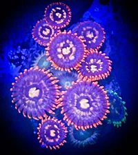 SAF~ “WYSIWYG” Assorted Zoanthid 1in Coral Frag, Palythoa, Paly, Zoa