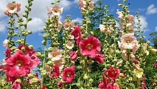 35 Graines de fleurs de Rose Trémière Simple Coloris Variés Méthode BIO vivace