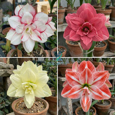 Pretty Amaryllis Double Flowering Bulbs Mix 4 color in one pack  Pack of 4 Bulb