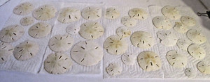 Lot of 26 Various Size Sand Dollars (SKU# 2354)