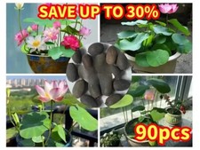 90Pc Seeds Lotus Flower Seed Hand Picked Aquatic Plants Water Bonsai Seeds