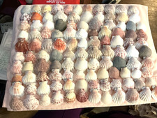 110 colorful lot 82 of scallop seashells 1-2 " in size