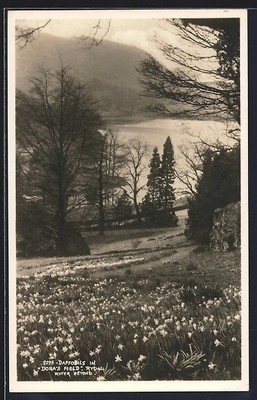 Ansichtskarte Rydal, Daffodils in Dora´s Field 