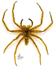 Spider(Araneae) No.5-smaller,from Malaysia, UNMOUNTED