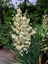 Adams Needle Yucca filamentosa Shrub Seeds (Showy Hardy Evergreen) 10 seeds