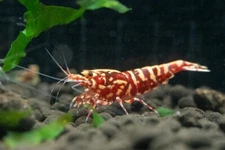 5 RED GALAXY SNOWFLAKE JUVIES FRESHWATER CARIDINA AQUARIUM SHRIMP 