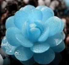 Blue Flower Succulent Seeds Rare 100PCs/Pack
