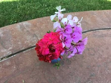 Ivy Geranium Four Colors 8 cuttings for rooting 
