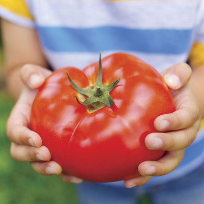 Tomato Seeds - HY-BEEF 9904 VFT - Hybrid Bush Tomato Variety - 25 Seeds ...