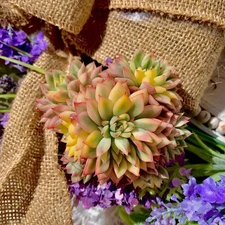 Echeveria Mebina Variegata Rare Succulent Plant, Bare Root Easy Care Live