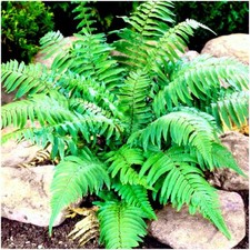 Dryopteris Fern Atrata | Evergreen Plant | Pot Plant