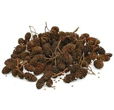40 x Alder Cones for Dwarf Shrimp, Discus, Cherry Bee Shrimp, Fish (2-3cm)