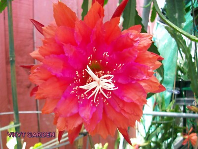 Epiphyllum  '' PRICELESS '' Rare - Cutting