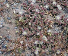 Mesembryanthemum Crystal Ice Plant     1,000 seeds