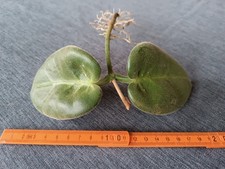 Hoya Calycina Stargazer  bewurzelter Ableger