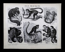 1875 Meyer Print New World Monkeys Howler Spider Capuchin Golden Lion Tamarin
