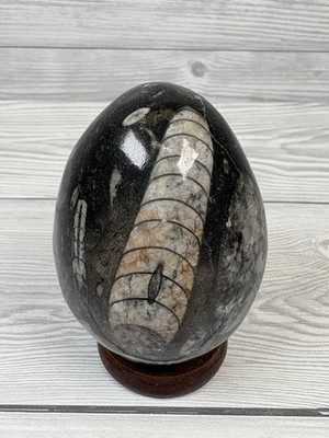 Orthoceras Fossil Stein Ei 8 cm Devon Marokkanisches Exemplar 