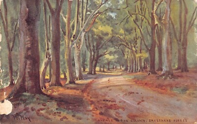 England Avenue to the Column Savernake Forest Art vintage postcard