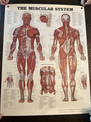 THE MUSCULAR SYSTEM-Laminated Wall Chart-Poster - Home School NEW W/ Grommets