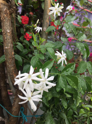 detox plants Jamaican Duck Flower Detox – Akita in the Bush