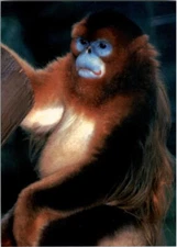 1993 World Famous San Diego Zoo Trading Card Pick