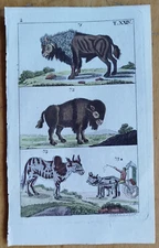 Buffalo Bison  - Wilhelm Original Colored Print - 1800