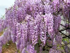 5 Wisteria Seeds Vine Climbing Flower Perennial Flowers US SELLER "Dark Purple"