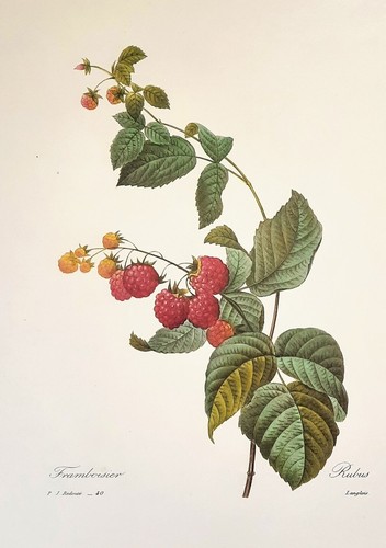 Botanical Pierre Joseph Redoute Flowers FRAMBOISE Print Art Book Plate 40 - Picture 2 of 2