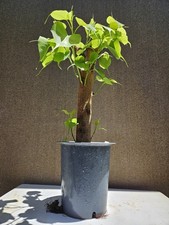 Ficus religiosa  Sacred fig - C y B      Bonsai Tree,,,, sale