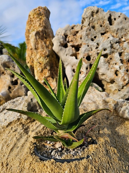 Aloe Dalaetii