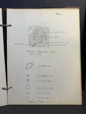 85 Vintage Human Tissue Drawings, Charles H. Parsons Jr. Circa 1910, Medical