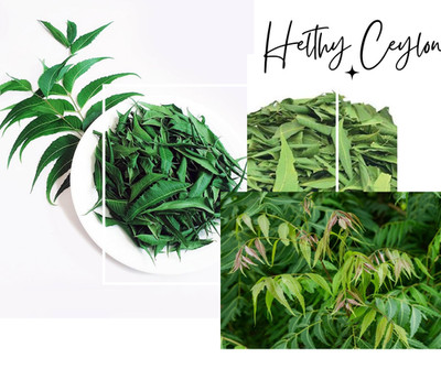 Freshly Picked Dried NEEM LEAVES Ceylon Herbal Pure Natural Premium Quality Herb