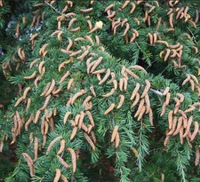 Cedrus deodara 100-120cm Deodar cedar Himalayan cedar - Deodar cedar Himal
