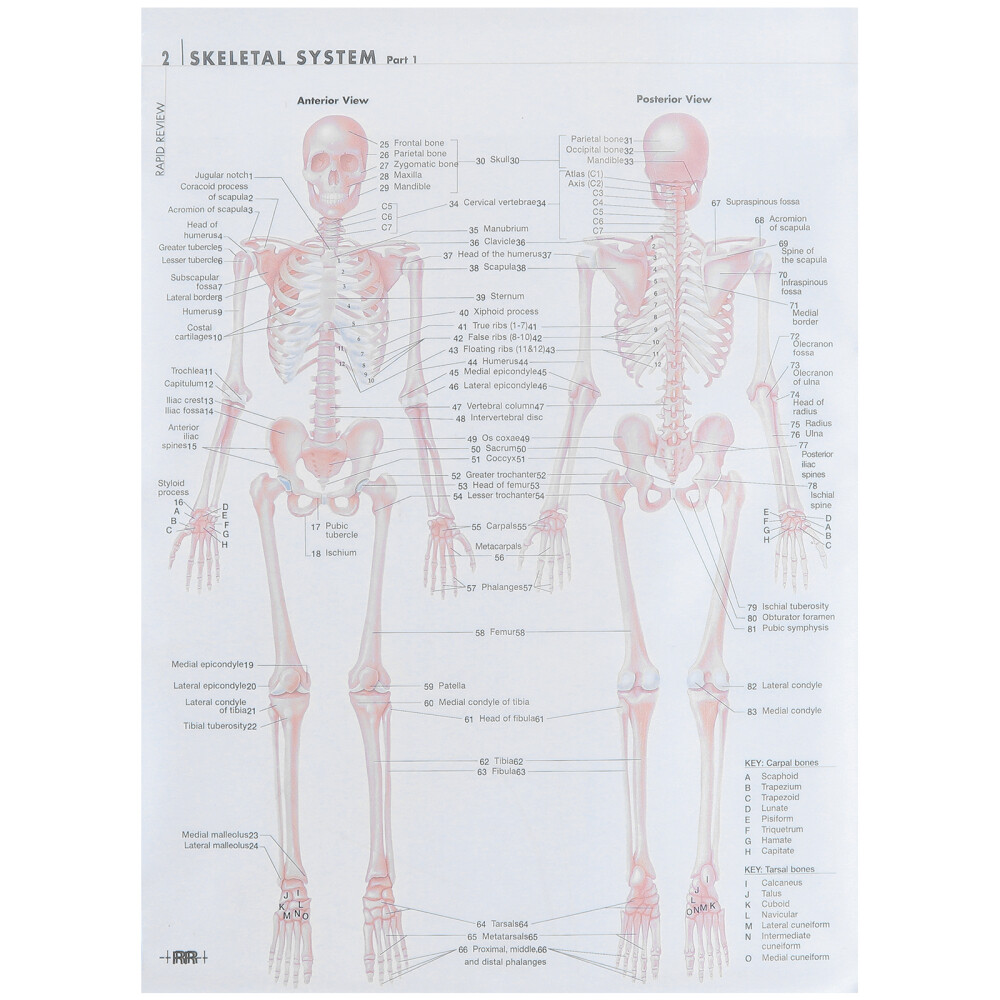 Muskel-Skelett-Bild Poster Zum Erlernen Der Muskelanatomie Skelettsystem