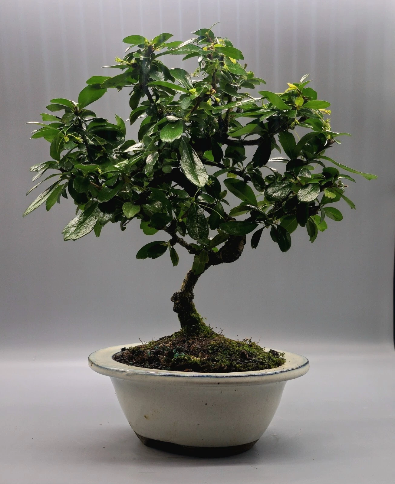 Tea Tree Bonsai / Tiny leaves 10 years old
Opens in a new window or tab