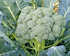 301+Waltham 29 BROCCOLI Seeds Organic Heirloom Cool Season Vegetable Garden Easy