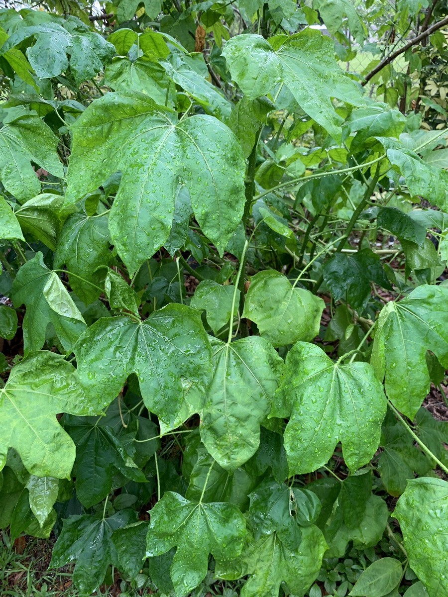 VERY HEALTHY Organic Chaya Plant, Miracle Spinach Tree, Superfood | eBay