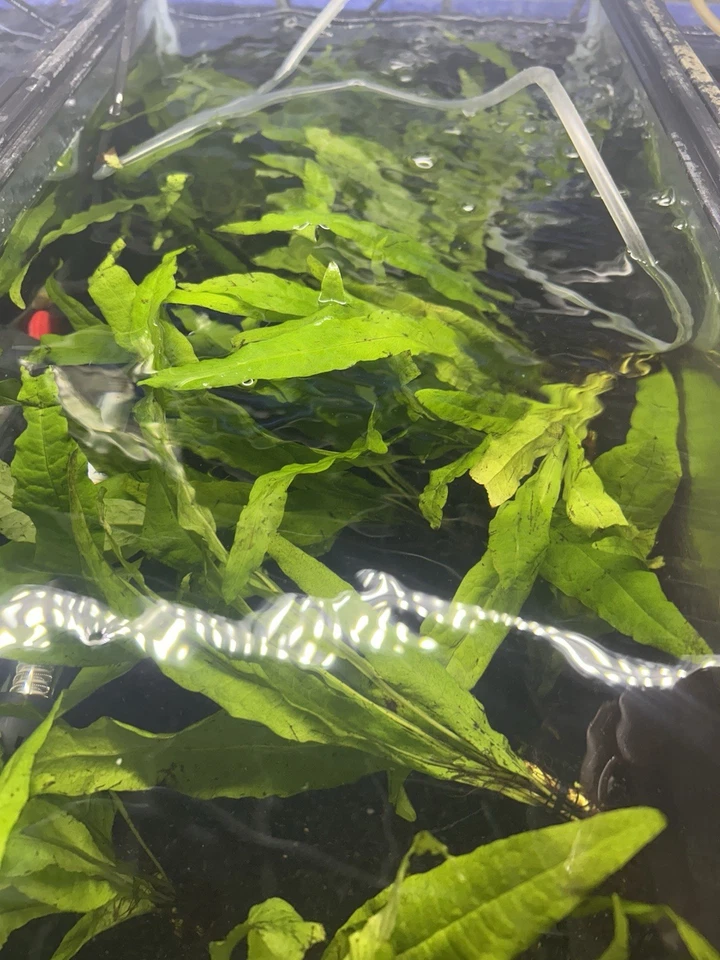 Java Fern Microsorum 7”+   - Image 4 of 4