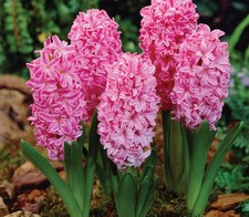 Hyacinthus multiflora 'Pink Pearl' - Garden Plants 1L Pot
