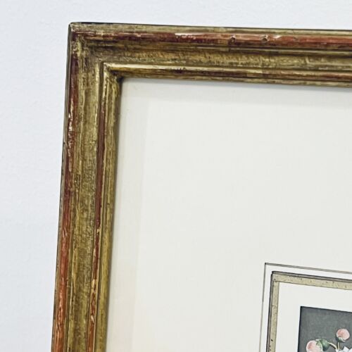 Vtg Botanical Print Framed Deutzia Japan Van Houtte Flore 1853 Shabby Chic - Picture 4 of 7