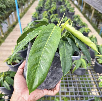Philodendron Patriciae Real Picture Rare Plant