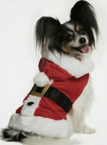 petsmart pet clothes