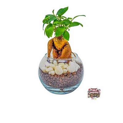 Ficus microcarpa (Banyan Tree) - Money Tree/Houseplant - Easy to Grow Even for