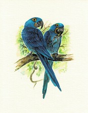 Papugi Hyazinthara - obraz z nadrukiem artystycznym - 25,5 x 17,5 cm !