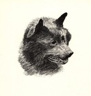 Antique Schipperke Print 1935 Wardle Schipperke Art Illustration Cfw 5752
