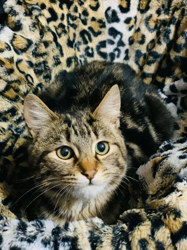 3835 Claude Cat For Adoption Vet Work Included Cats Kittens Gumtree Australia Canning Area Canning Vale 1258186274